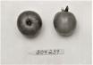 Click for 1 image(s) for this accession. FRUIT